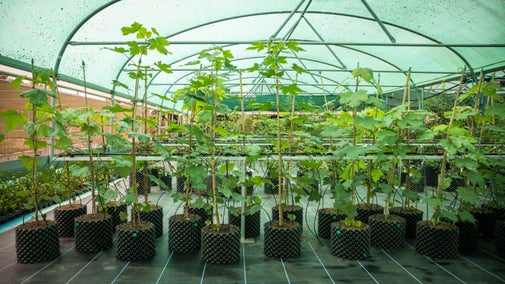 Sycamore tree sapling in a row inside a large greenhouse